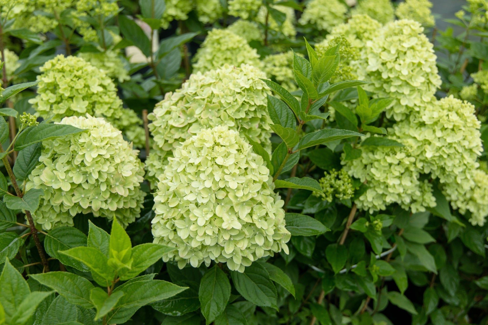 Limelight Hydrangea