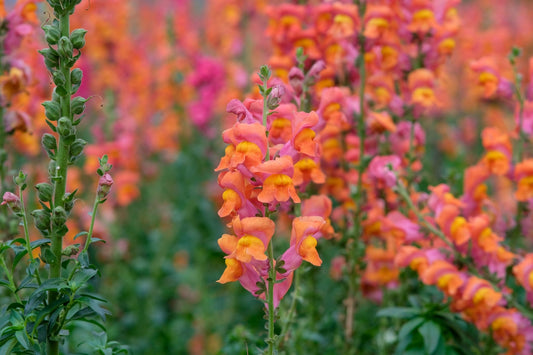 Snapdragons 