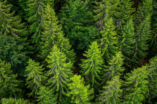 Best Evergreen Trees for Zone 6