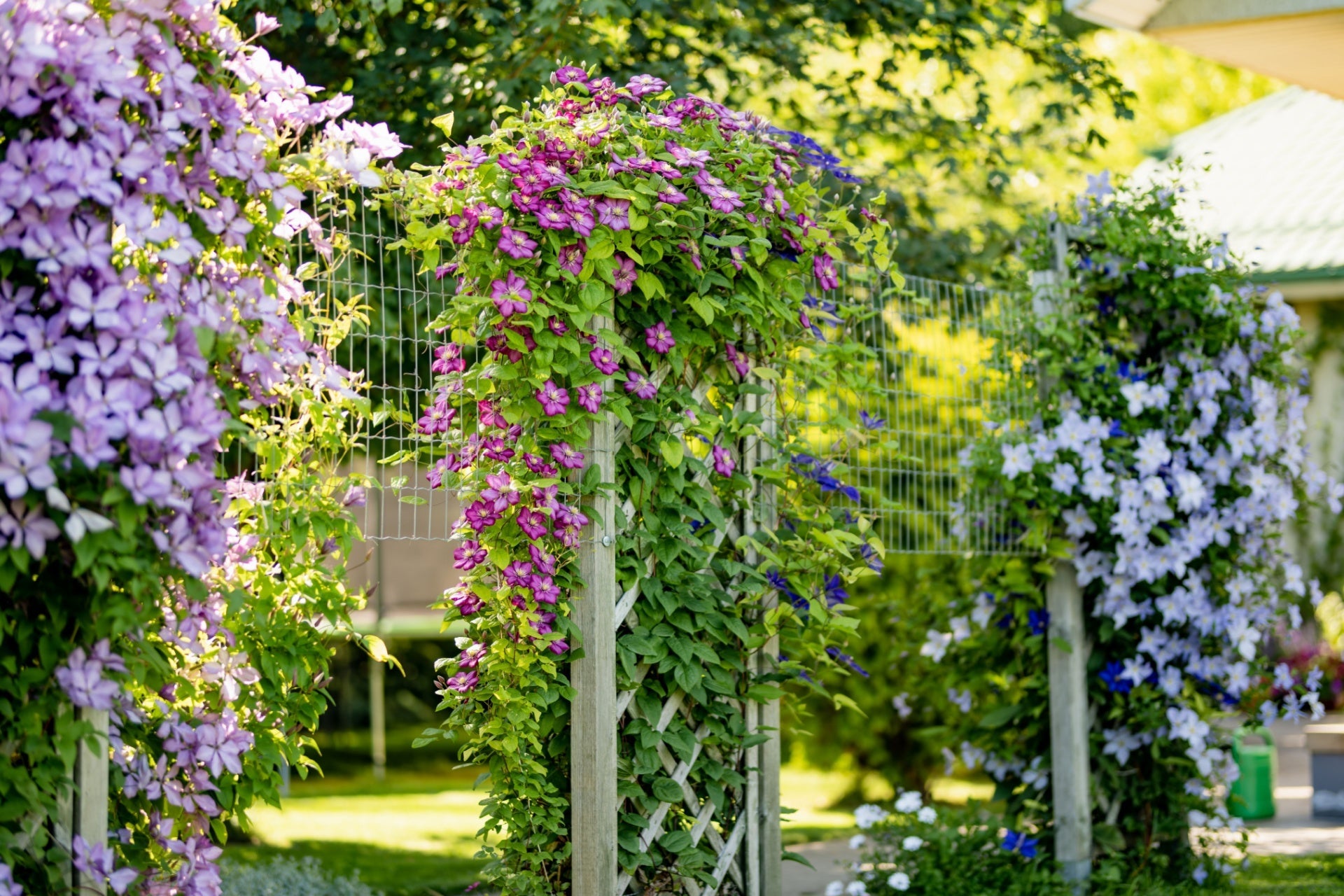 Lush purple lavender clematis perennial vine on wooden trellis archway