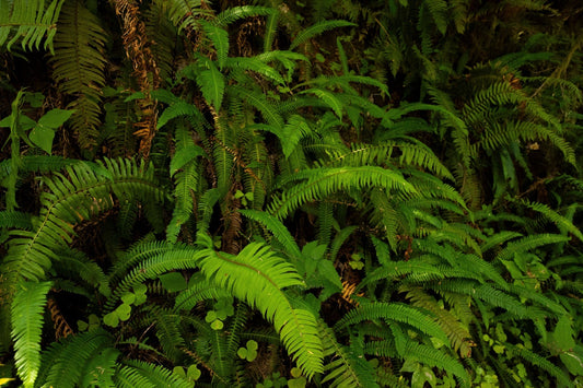 Native Ferns for Lush Landscaping