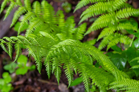 Shade-Loving Ferns for a Lush Garden