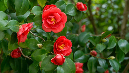 Native Red-Flowering Shrubs