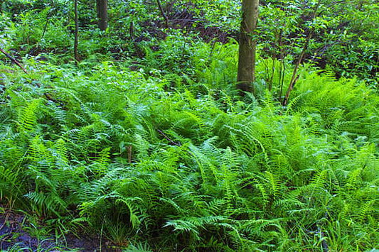 How To Grow Sensitive Fern