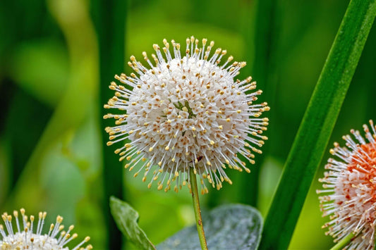 Can buttonbush grow in standing water?