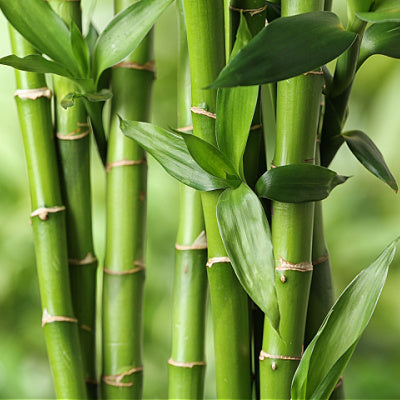 The Popular Bamboo Plant