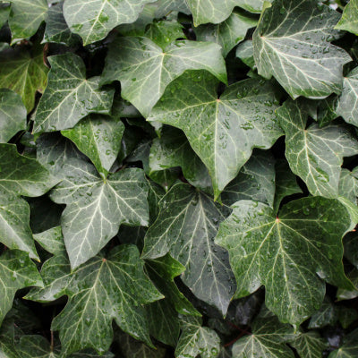 The Beauty Of English Ivy