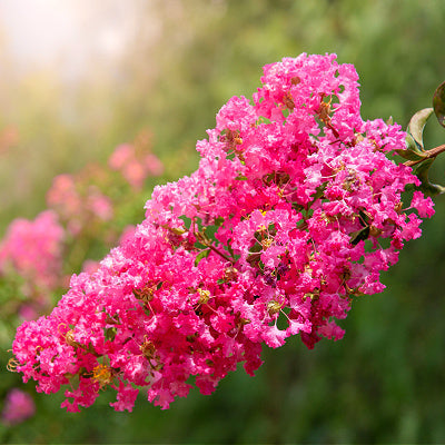 Dwarf Crepe Myrtle The Perfect Plant For Your Yard