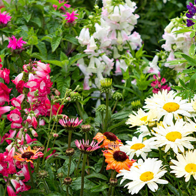 Building Your Garden With Perennial Plants