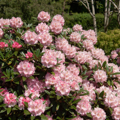 Flowering Shrubs Add A Burst Of Color To Any Landscape