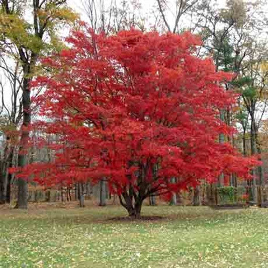 Top Maple Trees Beloved By Many