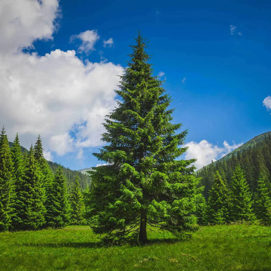 The Many Pleasing Attributes of Planting Your Own Pine Trees