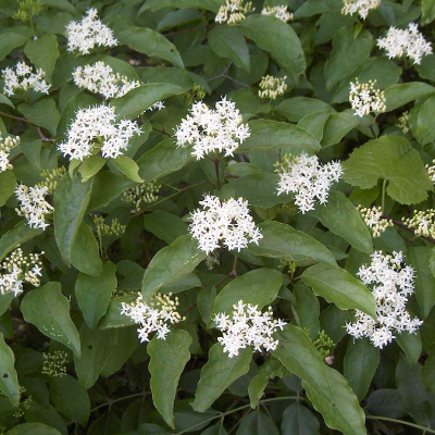 Top Flowering Bushes To Use For Instant Curb Appeal
