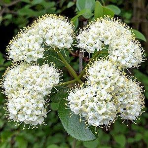 The Viburnum Prunifolium is one of North America's easiest shrubs to care for