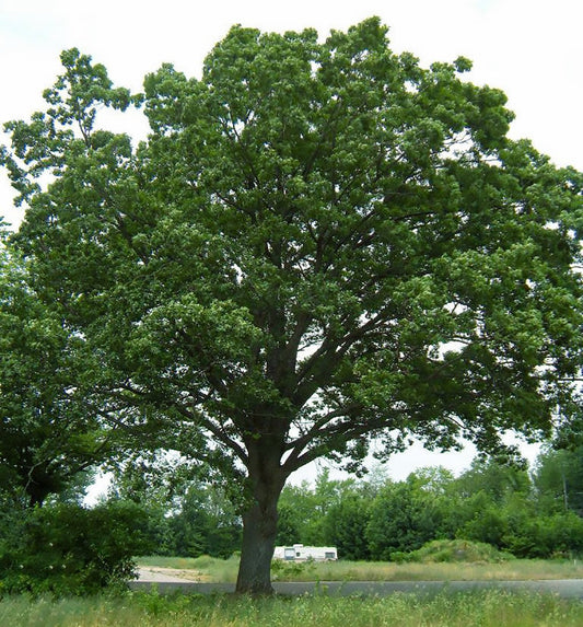 The white oak tree has an average lifespan of two to three hundred years