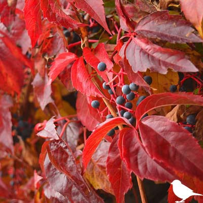 The Virginia creeper is known for its beautiful foliage