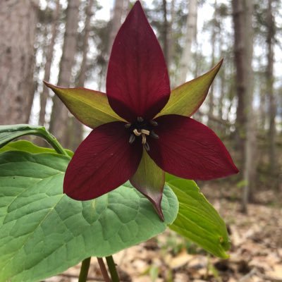 Red Trillium is most noticeable for its Burgundy Blossoms