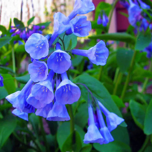 Virginia Bluebells are one of the most loved flowers in the world