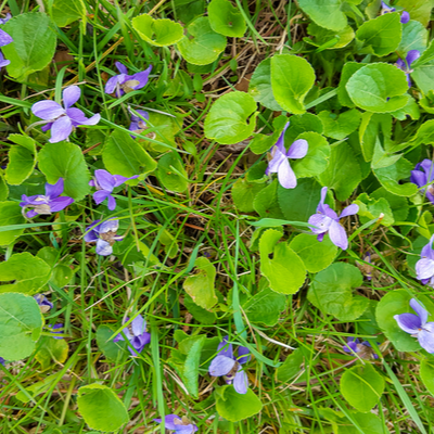 Violets are known for their nector rich flowers