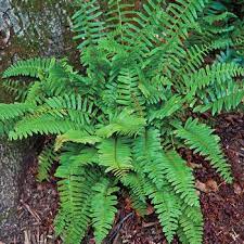 Christmas Fern grows wild throughout many forested areas