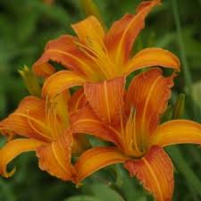 Orange daylilies are versatile plants that can fill many roles in your garden