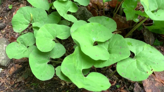 Wild ginger grows well in shady woodlands