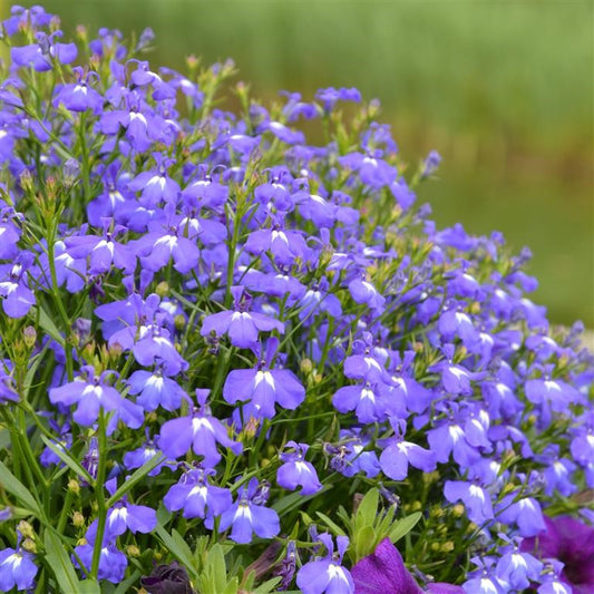 The Great Blue Lobelia plant is one perennial that never disappoints