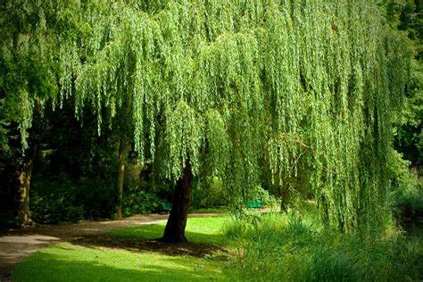 The weeping willow is a hardwood tree
