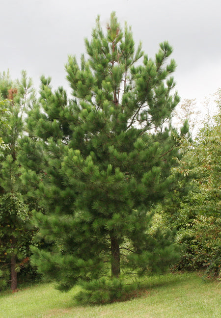 Loblolly Pine Tree