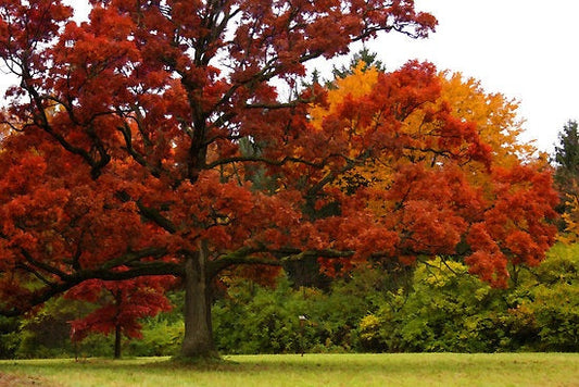 Essential facts about the red oak tree