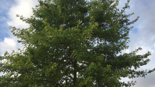 The pin oak tree is a good choice for landscaping