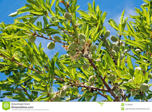 Top 10 Reasons to Buy an Almond Tree