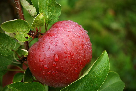 The Benefits Of Growing Fruiting Apple Trees