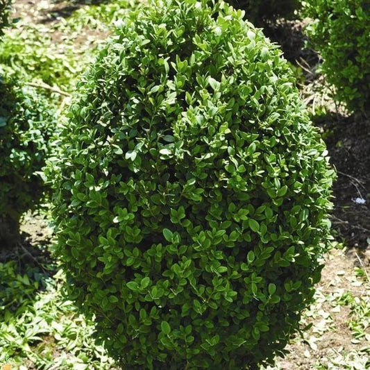Green Mountain Boxwood is an evergreen shrub that is popular for landscaping