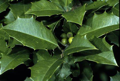 The American Holly is the quintessential winter holiday tree