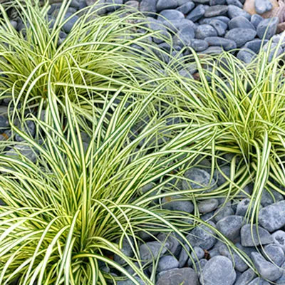 Best Native Grasses to Use in Landscaping