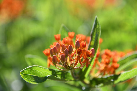 Butterfly Weed for Sale | Wholesale Nursery Co.