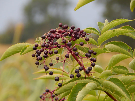 Elderberry Uses and Benefits
