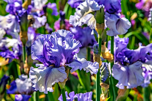 Step-by-Step Guide for Creating an Iris Garden
