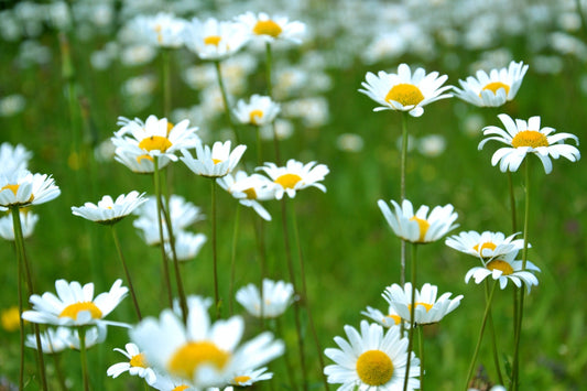 Are daisies annuals or perennials?