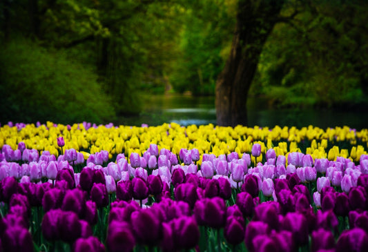 How to Create Your Own Tulip Garden