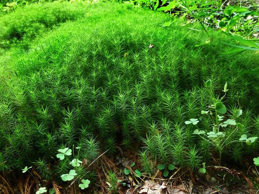 Hedwigia moss is an evergreen moss