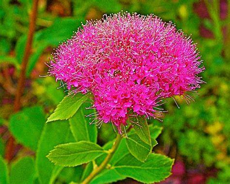 Pink Spirea is a stunning variety with giant round pink flower heads