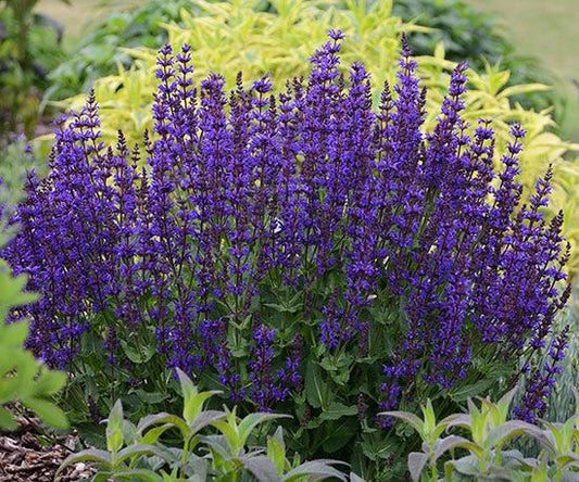 How to Plant & Care for Your Perennial Garden
