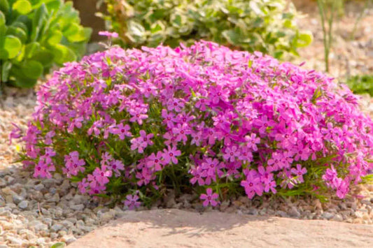 How to Choose The Best Perennial Types For Garden