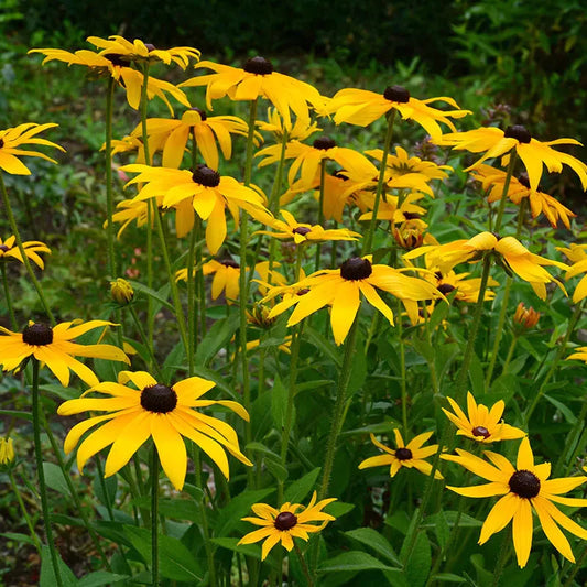 Best Plants For Attracting Pollinators