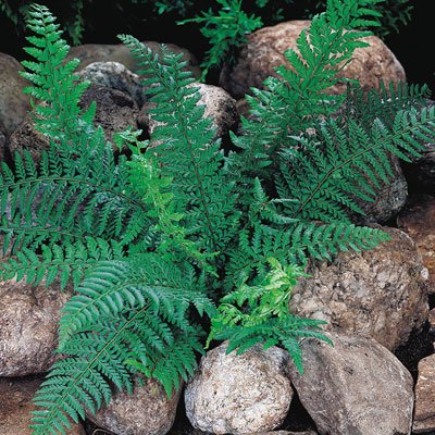 How to Create a Garden Border With Ferns