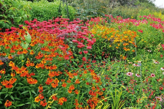 Perennials Plants Can Be Affected By Various Diseases and Insects