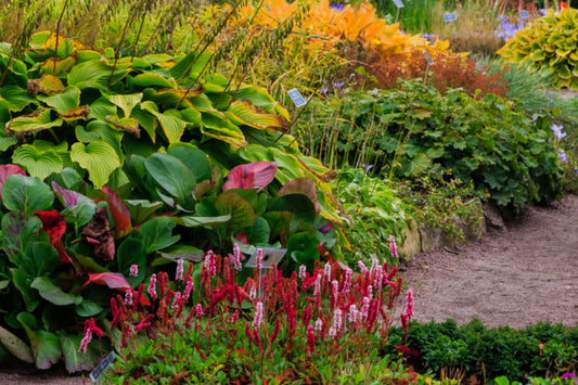There Are Several Benefits to Growing Perennial Plants