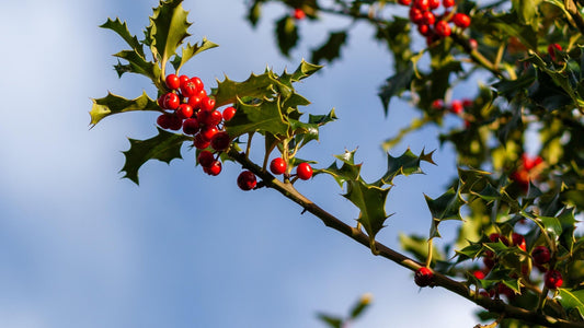 A Closer Look at Holly Trees and Bushes
